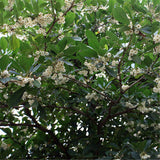Egrow,Elaeocarpus,Seeds,Elaeocarpus,Decipiens,Plant,Elaeocarpus,Sylvestris