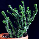 Egrow,Succulent,Cactus,Seeds,Crassula,Capitella,Pagoda,Succulent,Potted