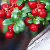 Cranberry,Seeds,Vaccinium,Cherry,Bearberry,Fruit,Seeds,Blueberry,Garden,Seeds