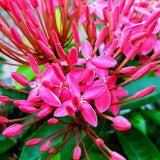 Egrow,Ixora,Coccinea,Seeds,Mixed,Yellow,Orange,Dwarf,Chinese,Ixora,Flowers,Seeds,Garden,Nursery