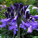 Egrow,Agapanthus,Seeds,Agapanthus,Africanus,Bonsai,Garden,Flower,Drought,Tolerant