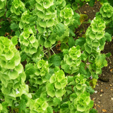 Egrow,Moluccella,Seeds,Molucca,Bonsai,Laevis,Flower,Garden,Plant