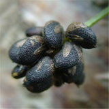 Egrow,Fructus,Psoraleae,Seeds,Fructus,Psoraleae,Semente,Plant,Chinese,Malaytea,Scurfpea