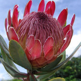 Egrow,Protea,Cynaroides,Seeds,Bonsai,Potted,Flower,Garden,Plants