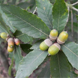 Egrow,Glauca,Seeds,Chinese,Glauca,Cyclobalanopsis,Glauca