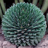 Egrow,Cacti,Agave,Seeds,Succulent,Plants,Indoor,Planta,Potted,Agave,Plants,Garden