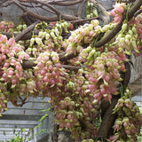 Egrow,Mucuna,Birdwoodiana,Seeds,Flower,Seeds,Garden,Decoration