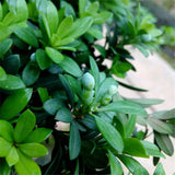 Egrow,Podocarpus,Seeds,Podocarpus,Macrophyllus,Plant,Garden,Plant