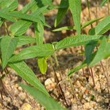 Egrow,Green,Seeds,Cajanus,Cajan,Semente,Plant,Cajanus