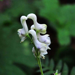 Egrow,Orchid,Seeds,Flying,Orchid,Flower,Bonsai,White,Flying,Flower,Potted,Decorative,Flowers