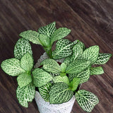 Egrow,Arrowroot,Seeds,Crocata,Calathea,Flower,Bonsai,Garden,Plant