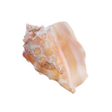 Shell,Conch,Natural,Coral,Ocean,Beach,Ornament,Craft,Decor