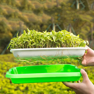 Soilless,Nursery,Culture,Beans,Hydroponic,Sprouter,Nursery,Hidroponia,Seedling,Garden,Supplies