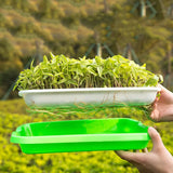 Soilless,Nursery,Culture,Beans,Hydroponic,Sprouter,Nursery,Hidroponia,Seedling,Garden,Supplies