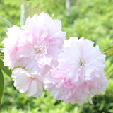 Egrow,10Pcs,Japanese,Sakura,Seeds,Plants,Cherry,Blossoms,Flower,Bonsai,Potted,Sakura