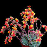 Egrow,Cactus,Seeds,Cactus,Rebutia,Variety,Flowering,Color,Cacti,Cactus,Garden,Office,Succulent,Plant