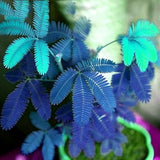 Egrow,Mimosa,Seeds,Garden,Courtyard,Bashful,Grass,Sensitive,Potted,Plants