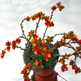 Egrow,Cactus,Seeds,Cactus,Rebutia,Variety,Flowering,Color,Cacti,Cactus,Garden,Office,Succulent,Plant