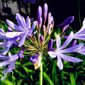 Egrow,Agapanthus,Seeds,Agapanthus,Africanus,Bonsai,Garden,Flower,Drought,Tolerant