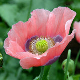 Egrow,Icelandic,Poppy,Seeds,Poppy,Bonsai,Flower,Garden,Plant