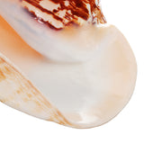 Natural,Shell,Conch,Phoenix,Conch,Coral,Beach,Ornament,Decorations