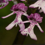 20Pcs,Naked,Orchid,Garden,Magic,Seeds,Orchis,italica,Office,Potted,Plants