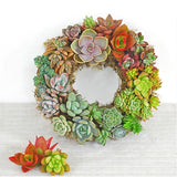 Gardening,Round,Hanging,Planter,Flower,Wreath,Succulent,Plant,Decorations