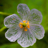Umbrella,Dysosma,Pleiantha,Seeds,Transparent,Flower,Seeds,Delicate,Garden
