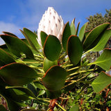 Egrow,Protea,Cynaroides,Seeds,Bonsai,Potted,Flower,Garden,Plants