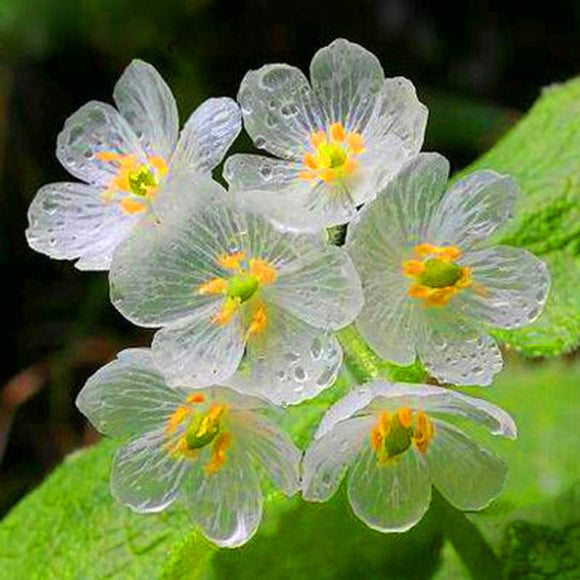 Umbrella,Dysosma,Pleiantha,Seeds,Transparent,Flower,Seeds,Delicate,Garden