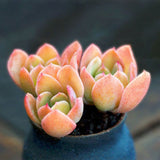 Egrow,Succulent,Seeds,Garden,Potted,Flower,Ornamental,Plants