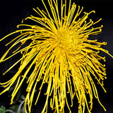 Egrow,Chrysanthemum,Seeds,Yellow,Chrysanthemum,Bonsai,Gardening,Flower,Plant