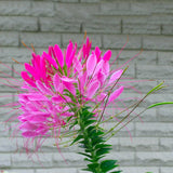 Egrow,Cleome,Spinosa,Seeds,Mixed,Flower,Hassleriana,Bonsai,Garden,Plant