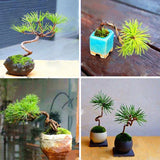 Egrow,Seeds,Black,Bonsai,Courtyard,Garden,Bonsai,Plants,Garden