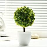 Office,Decorative,Trees,Potted,Plant,Potted,Decorative,Decoration