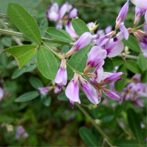 Egrow,Lespedeza,Seeds,Lespedeza,Semente,Plant,Lespedeza,Bicolor