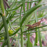 Egrow,Peganum,Harmala,Seeds,Desert,Grass,Peganum,Grass,Seeds