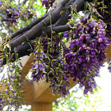 Egrow,Mucuna,Birdwoodiana,Seeds,Flower,Seeds,Garden,Decoration