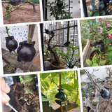 Plant,Propagation,Grafting,Garden,Altitude,Pressure,Propagation,Rooting,Propagator,Cutting,Grafting,Rooting