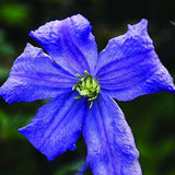Egrow,Clematis,Seeds,Beautiful,Climbing,Plant,Flower,Seeds,Bonsai,Perennial,Flowers