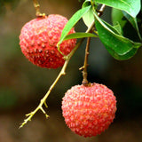 Litchi,Seeds,Summer,Delicious,Fruit,Litchi,Seeds,Nutritious,Delicious,Fruit,Seeds