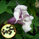 Egrow,Purple,Mandala,Seeds,Moonflower,Bonsai,Exotic,Fragrant,Flower,Garden,Plant