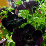 Egrow,100Pcs,Black,Petunia,Seeds,Bonsai,Flower,Seeds,Annual,Bonsai,Petunia