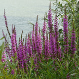 Egrow,Loosestrife,Seeds,Lythrum,Salicaria,Vegetable,Bonsai,Garden,Plant