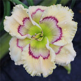 Egrow,Daylily,Seeds,Daylily,Flowers,Hemerocallis,Indoor,Bonsai,Flower,Perennial,Plant,Garden,Supplies
