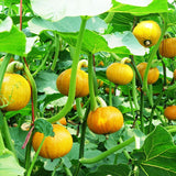 Egrow,Pumpkin,Seeds,Halloween,Decorating,Pumpkin,Vegetable,Bonsai,Plant,Garden