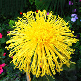 Egrow,Chrysanthemum,Seeds,Yellow,Chrysanthemum,Bonsai,Gardening,Flower,Plant