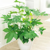 Egrow,Fatsia,Seeds,Ornamental,Plant,Fatsia,Japonica,Bonsai,Shrub