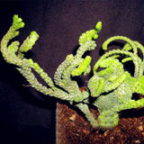 Egrow,Succulent,Cactus,Seeds,Crassula,Capitella,Pagoda,Succulent,Potted