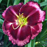 Egrow,Daylily,Seeds,Daylily,Flowers,Hemerocallis,Indoor,Bonsai,Flower,Perennial,Plant,Garden,Supplies